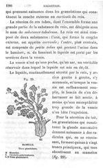 Fig. 29. Mamelle - Leçons élémentaires d'anatomie et de physiologie humaine et comparée ; 2è édition