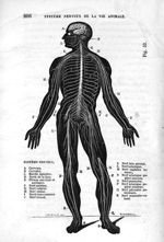 Fig. 33. Système nerveux - Leçons élémentaires d'anatomie et de physiologie humaine et comparée ; 2è [...]