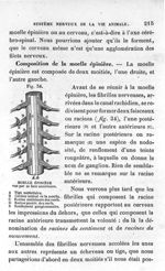 Fig. 34. Moelle épinière vue par sa face antérieure - Leçons élémentaires d'anatomie et de physiolog [...]
