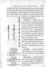 Fig. 39. Système nerveux des articulés (Chenille).  Fig. 40 (Chrysalide) / Fig. 41 (Papillon) - Leço [...]