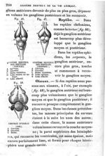 Fig. 46. Système nerveux des reptiles (Tortue) / Fig. 47. Système nerveux des reptiles (Serpent) / F [...]