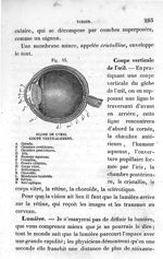 Fig. 53. Globe de l'oeil coupé verticalement - Leçons élémentaires d'anatomie et de physiologie huma [...]