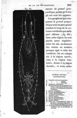 Fig. 60. Système nerveux ganglionnaire - Leçons élémentaires d'anatomie et de physiologie humaine et [...]