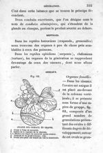 Fig. 62. Ovaire des oiseaux en grappe - Leçons élémentaires d'anatomie et de physiologie humaine et  [...]
