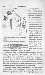 Fig. 64. Animalcules spermatiques, zoospermes - Leçons élémentaires d'anatomie et de physiologie hum [...]