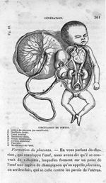 Fig. 67. Circulation du fœtus - Leçons élémentaires d'anatomie et de physiologie humaine et comparée [...]