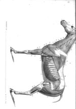 Planche 70 - Leçons élémentaires d'anatomie et de physiologie humaine et comparée ; 2è édition
