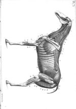 Planche 73 - Leçons élémentaires d'anatomie et de physiologie humaine et comparée ; 2è édition
