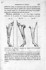 [Fig. 74.] [Fig. 75.] [Fig. 76.] - Leçons élémentaires d'anatomie et de physiologie humaine et compa [...]