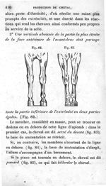 [Fig. 82.] [Fig. 83.] - Leçons élémentaires d'anatomie et de physiologie humaine et comparée ; 2è éd [...]