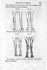 [Fig. 84.] [Fig. 85.] [Fig. 86.] [Fig. 87.] - Leçons élémentaires d'anatomie et de physiologie humai [...]