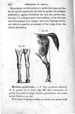 [Fig. 88.] [Fig. 89.] - Leçons élémentaires d'anatomie et de physiologie humaine et comparée ; 2è éd [...]
