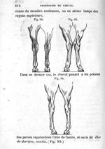 [Fig. 92.] [Fig. 93.] [Fig. 94.] - Leçons élémentaires d'anatomie et de physiologie humaine et compa [...]