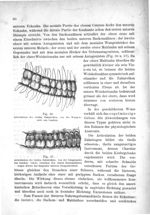 Fig. 36. Articulation der beiden Zahnreihen, von der Wangenseite aus besehen / Fig. 37. Articulation [...]