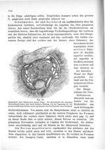 Fig. 47. Querschnitt einer Zahnwurzel sammt Pulpa. Die Querschnitte der einzelnen Nervenbündel heben [...]