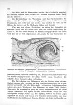 Fig. 54. Zahnanlage einer Fledermaus - Makroskopische Anatomie