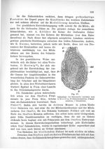 Fig. 57. Zahnanlage von Salamandra maculata nach O. Hertwig - Makroskopische Anatomie