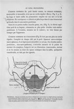 Figure 6 - Bassin de femme en position obstétricale (sur le dos). ... - Introduction à l'étude clini [...]