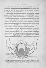 Figure 8 - Bassin de femme couchée sur le dos: vue périnéale d'un muscle releveur coccy-périnéal sch [...]