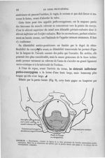 Figure 9 - Représente, comme la figure 8, la face périnéale de l'orifice musculaire pubo-coccygien.  [...]