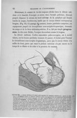 Figure 55 - Coupe médiane du canal pelvi-génital en situation obstétricale ... - Introduction à l'ét [...]