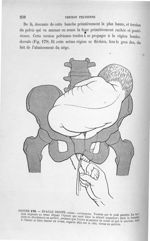 Figure 179 - Epaule droite, dorso - antérieure ... - Introduction à l'étude clinique et à la pratiqu [...]