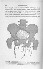 Figure 190 - Epaule droite, ... - Introduction à l'étude clinique et à la pratique des accouchements [...]