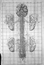 Tab. BB. - Exposition anatomique de la structure du corps humain, par Jacques-Benigne Winslow, de l' [...]