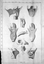 Tab. DD. - Exposition anatomique de la structure du corps humain, par Jacques-Benigne Winslow, de l' [...]