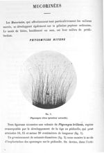 Fig. 1. Phycomyces nitens (grandeur naturelle) - Atlas de microbiologie par E. Doyen et G. Roussel e [...]