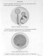 Fig. 2. Sporanges de phycomyces nitens (gr. 50 diam.) / Fig. 3. Sporange de phycomyces nitens (gr. 1 [...]