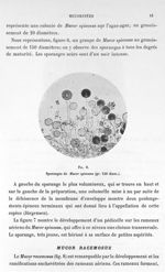 Fig. 6. Sporanges de mucor spinosus (gr. 150 diam.). - Atlas de microbiologie par E. Doyen et G. Rou [...]