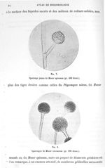 Fig. 7. Sporange jeune de mucor spinosus (gr. 400 diam.) / Fig. 8. Sporanges de mucor racemosus (gr. [...]