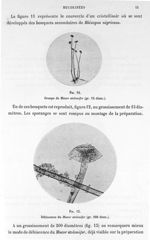 Fig. 12. Groupe de mucor stolonifer (gr. 15 diam.) / Fig. 13. Déhiscence du mucor stolonifer (gr. 20 [...]