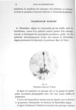 Fig. 14. Thamnidium elegans (gr. 70 diam.). - Atlas de microbiologie par E. Doyen et G. Roussel et d [...]