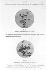 Fig. 15. Groupe de thamnidium elegans (gr. 70 diam.) / Fig. 16. Sporangiole de thamnidium elegans (g [...]