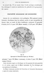 Fig. 17. Sporangiole de thamnidium elegans (gr. 180 diam.). - Atlas de microbiologie par E. Doyen et [...]
