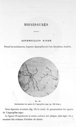 Fig. 18. Germination des spores de l'aspergillus niger (gr. 250 diam.). - Atlas de microbiologie par [...]