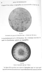 Fig. 19. Germination des spores de l'aspergillus niger. Cristaux (gr. 250 diam.) / Fig. 20. Colonie  [...]