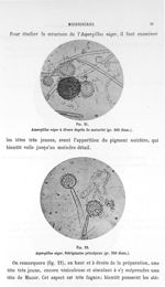 Fig. 21. Aspergillus niger à divers degrés de maturité (gr. 200 diam.) / Fig. 22. Aspergillus niger. [...]