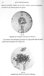 Fig. 23. Aspergillus niger. Stérigmates secondaires (gr. 400 diam.) / Fig. 24. Aspergillus niger. Na [...]