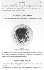 Fig. 25. Aspergillus fumigatus (gr. 1000 diam.). - Atlas de microbiologie par E. Doyen et G. Roussel [...]