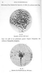 Fig. 26. Aspergillus orizae (gr. 1000 diam.) / Fig. 27. Structure d'un stérigmatocyste (gr. 1000 dia [...]