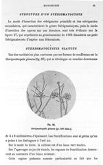 Fig. 28. Sterigmatocystis glaucus (gr. 300 diam.). - Atlas de microbiologie par E. Doyen et G. Rouss [...]