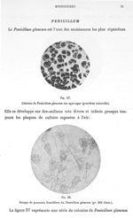 Fig. 37. Colonies de penicillum glaucum sur agar-agar (grandeur naturelle) / Fig. 38. Groupe de pinc [...]
