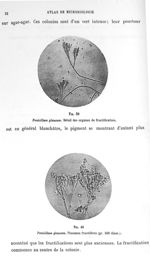 Fig. 39. Penicillum glaucum. Détail des organes de fructification / Fig. 40. Penicillum glaucum. Pin [...]