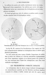 Fig. 62 / Fig. 63. Commensal ayant pris la place d'un trichophyton dans la culture trichophytique pr [...]