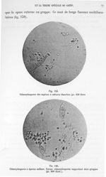 Fig. 139. Chlamydospores des espèces à cultures blanches (gr. 850 diam.) / Fig. 140. Chlamydospores  [...]