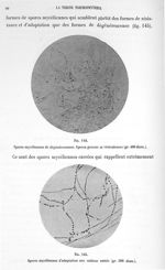 Fig. 144. Spores mycéliennes de dégénérescence / Fig. 145. Spores mycéliennes d'adaptation aux milie [...]