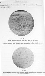 Fig. 147. Botrytis bassiana, culture en goutte de 6 jours (gr. 250 diam.) / Fig. 148. Botrytis bassi [...]